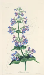 Penstémon à feuilles ovales, des Illustrations florales des saisons, pub. 1829
