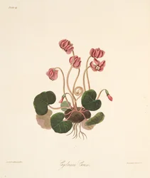 Cyclamen à feuilles rondes, des Illustrations florales des saisons, pub. 1829