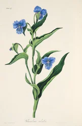 Commelina bleu ciel, des Illustrations florales des saisons, pub. 1829