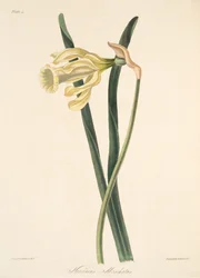 Narcisse espagnol, des Illustrations florales des saisons, pub. 1829