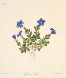 Gentiane printanière, des Illustrations florales des saisons, pub. 1829