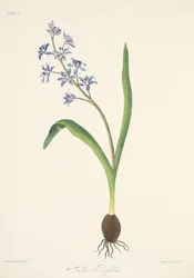 Scille à deux feuilles, des Illustrations florales des saisons, pub. 1829