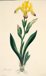 Iris panaché, des Illustrations florales des saisons, pub. 1829