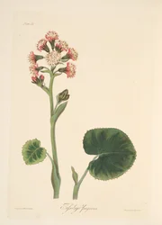Héliotrope d