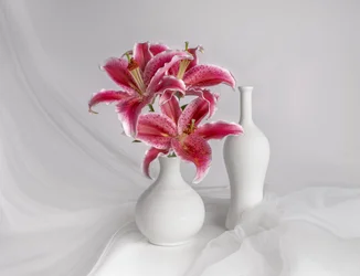 Lys roses dans des vases blancs