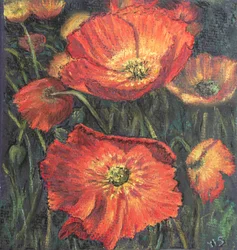 Premières coquelicots