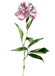 Pivoine, 2018
