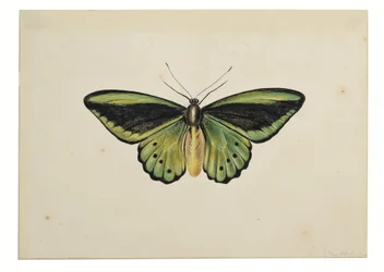 Papillon, Ornithoptère Priamus