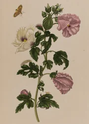 Illustration de 