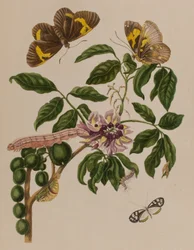 Illustration de 