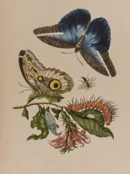 Illustration de 