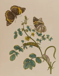 Illustration de 