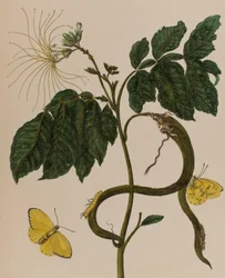 Illustration de 