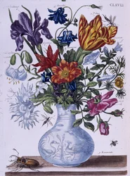 Scarabée et différentes fleurs - dess. par Maria Sibylla Merian, n.d., vers fin 18e siècle