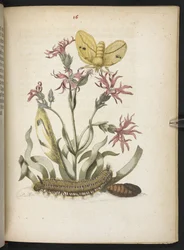 La merveilleuse transformation des chenilles et leur nourriture florale...