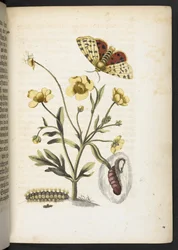 La merveilleuse transformation des chenilles et leur nourriture florale...
