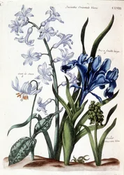 Jacinthe orientale blanche, iris à grande feuille, dent de chien, muscari bleu - dans Histoire générale des insectes de Surinam et de toute l