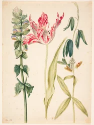 3 fleurs, au centre une tulipe