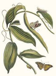Banille. Du livre Metamorphosis insectorum Surinamensium, 1705