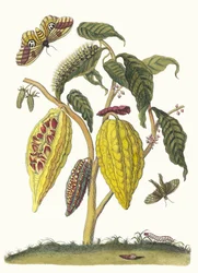 Cacao. Du livre Metamorphosis insectorum Surinamensium, 1705