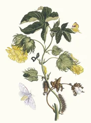 Cotonier. Du livre Metamorphosis insectorum Surinamensium