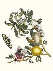 Guajaves. Du livre Metamorphosis insectorum Surinamensium, 1705