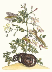 Jasminum grandiflorum. Du Livre Metamorphosis insectorum Surinamensium