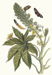 Palma Christi. Du livre Metamorphosis insectorum Surinamensium, 1705