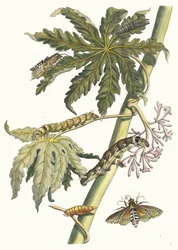 Papaye. Du livre Metamorphosis insectorum Surinamensium