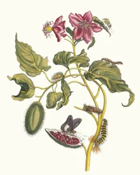 Rocu. Du livre Metamorphosis insectorum Surinamensium, 1705