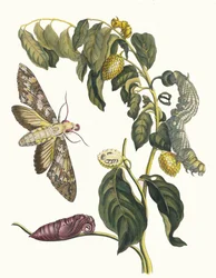 Zursak. Du livre Metamorphosis insectorum Surinamensium (1705)