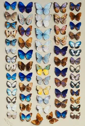Une assiette remplie de soixante-deux papillons, en cinq colonnes, représentant principalement certains des plus grands membres des Lycaenidae