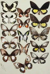 Quinze papillons machaons (Famille Papilionidae) en trois colonnes
