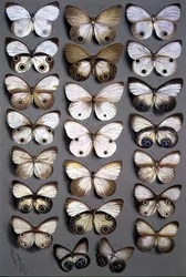 Papillons papous 2