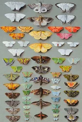 Soixante-trois papillons de nuit, disposés en trois ou cinq colonnes irrégulières