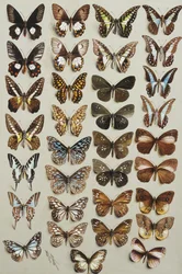 Trente-trois papillons, en quatre colonnes, appartenant aux familles Papilionidae et Danainae