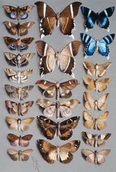 Vingt-quatre papillons de nuit, en trois colonnes, appartenant principalement à la famille Noctuidae