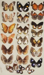 Vingt-deux papillons en trois colonnes, tous appartenant à la famille Nymphalidae