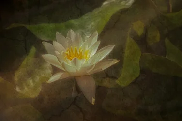 Nénuphar serein