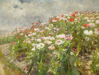 Coquelicots en fleurs (huile sur toile)