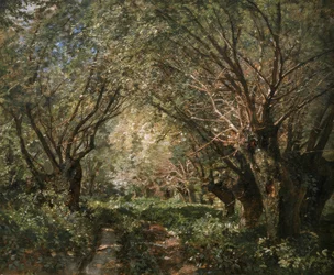 Allée de saules à Stillfried an der March