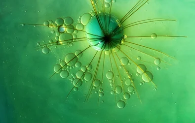 Étoile verte éclatante