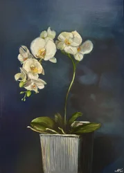 Élégante orchidée en pot