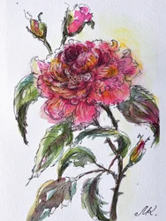 Fleur de rose à l