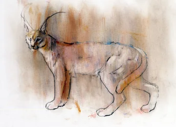 Caracal arabe, 2009