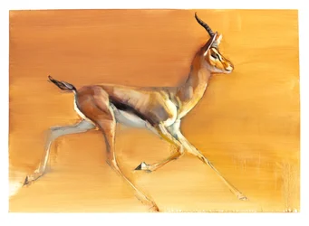 Gazelle arabe, 2010