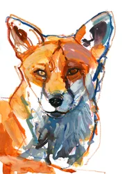 Renard mâle