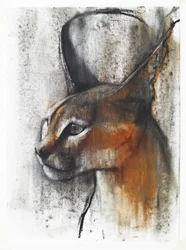 Caracal égyptien (arabe)
