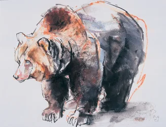 Ours brun européen, 2001
