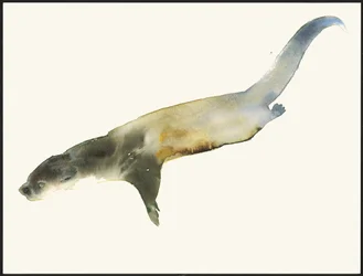 Loutre d